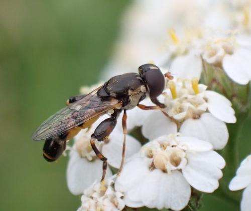 Réf. 287 102 : Syritta pipiens